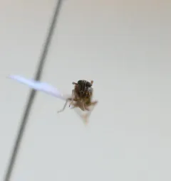 Muellerianella laminalis thumbnail 4