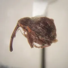 Apple curculio thumbnail 2