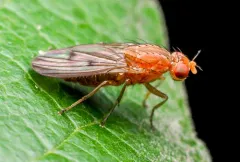 Suillia sororcula thumbnail 3
