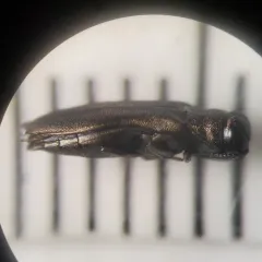 Rose Stem Girdler thumbnail 2