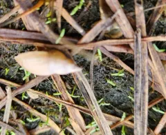 Marsh Pond Snail thumbnail 3