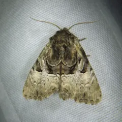 Multicolored Sedgeminer Moth thumbnail 3