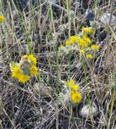 Spokane false goldenaster thumbnail 3