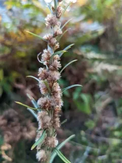 Woodland Cudweed thumbnail 4