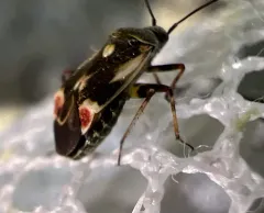 Polymerus unifasciatus thumbnail 4