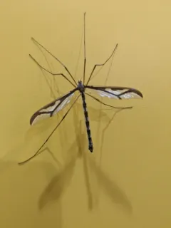 Pedicia goldsworthyi thumbnail 3