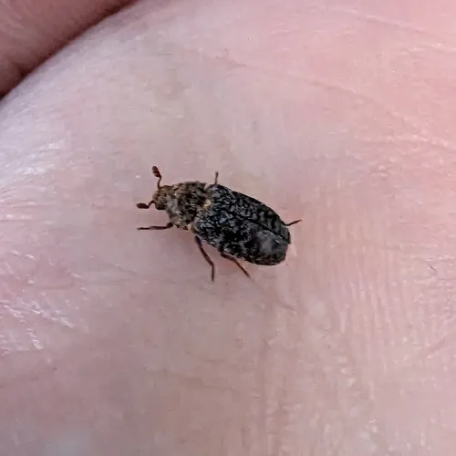 Dermestes undulatus