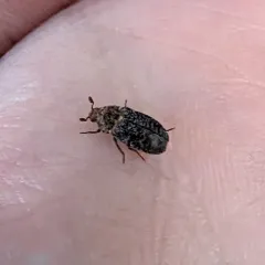 Dermestes undulatus thumbnail 1