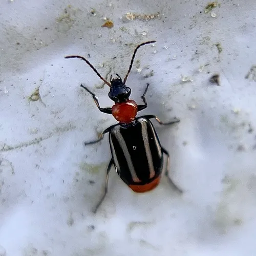 Lebia bivittata