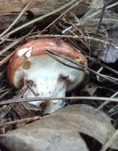 Suillus glandulosipes thumbnail 4
