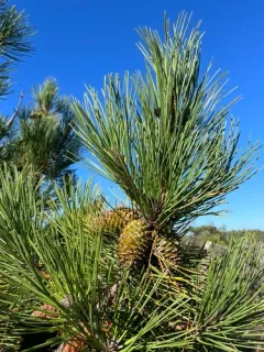 maritime pine thumbnail 3