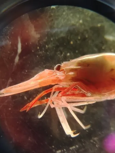 Bythocaris payeri