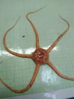 Ophiopleura borealis thumbnail 1
