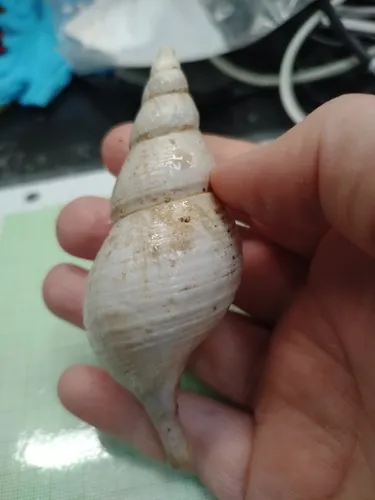 Iceland whelk