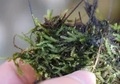 Mueller's Silk-moss thumbnail 3