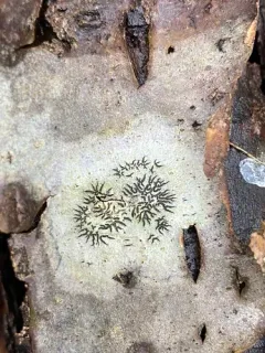 Phaeographis inusta thumbnail 3