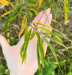 basket willow thumbnail 2