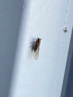 Muellerianella laminalis thumbnail 3