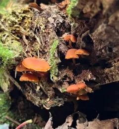 Orange Faint Foot Mushroom thumbnail 2