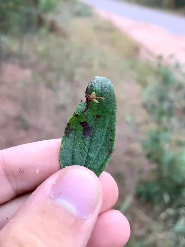 Recurvaria consimilis