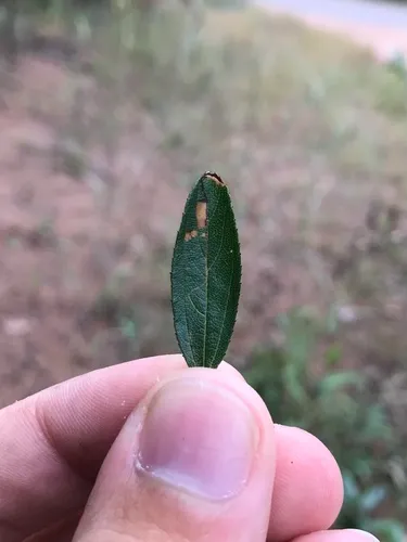Bucculatrix anaticula
