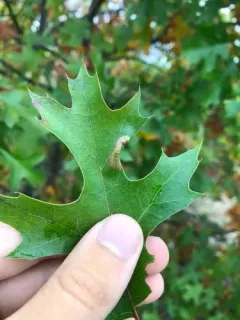 Phyllonorycter quercialbella thumbnail 1