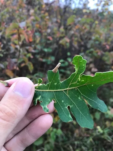 Phyllonorycter bataviella