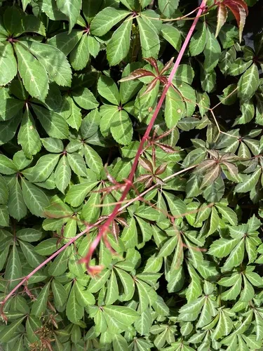 Chinese Virginia Creeper