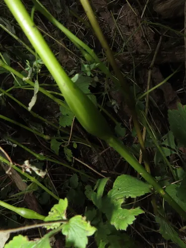 Lasioptera centerensis