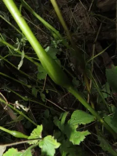 Lasioptera centerensis thumbnail 1