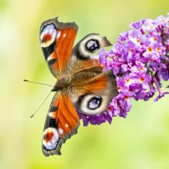 European Peacock Butterfly thumbnail 2
