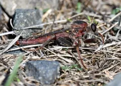 Scleropogon bradleyi thumbnail 3