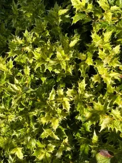 holly olive thumbnail 3