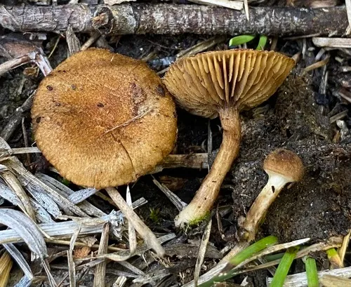 Mallocybe siciliana