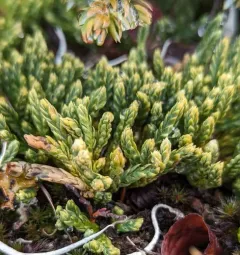 alpine clubmoss thumbnail 1