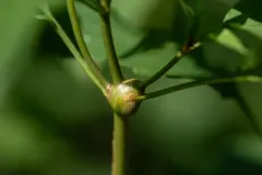 Neolasioptera eupatorii thumbnail 3