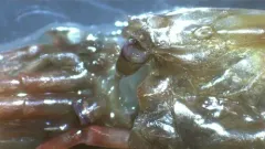 Bythocaris payeri thumbnail 3