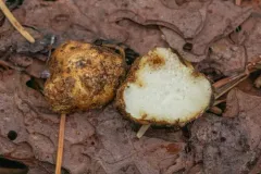 Leucogaster rubescens thumbnail 2