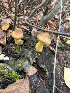 mullet honey fungus thumbnail 3