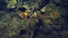 Farrea omniclavata thumbnail 2