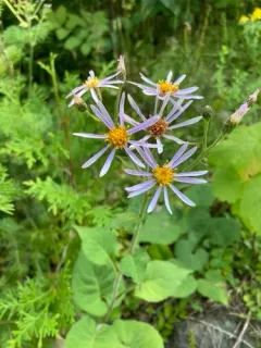 large-leaved aster thumbnail 5