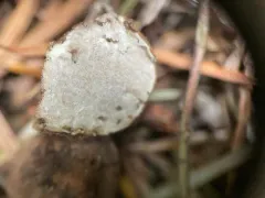 Tuber whetstonense thumbnail 2