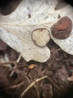 Tuber quercicola thumbnail 3