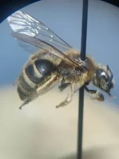 Titus's Sweat Bee thumbnail 3