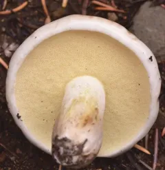 Suillus pallidiceps thumbnail 1