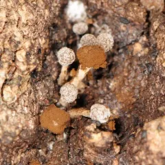 Fenugreek Stalkball thumbnail 4