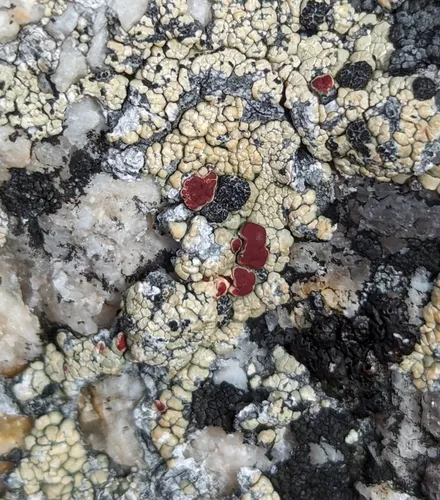 Alpine Bloodspot Lichen
