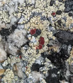 Alpine Bloodspot Lichen thumbnail 1