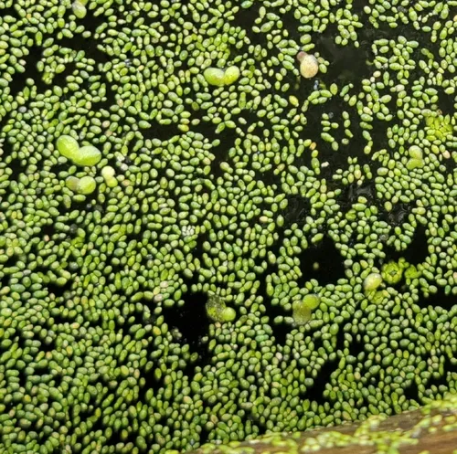 Brazilian watermeal