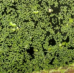 Brazilian watermeal thumbnail 1